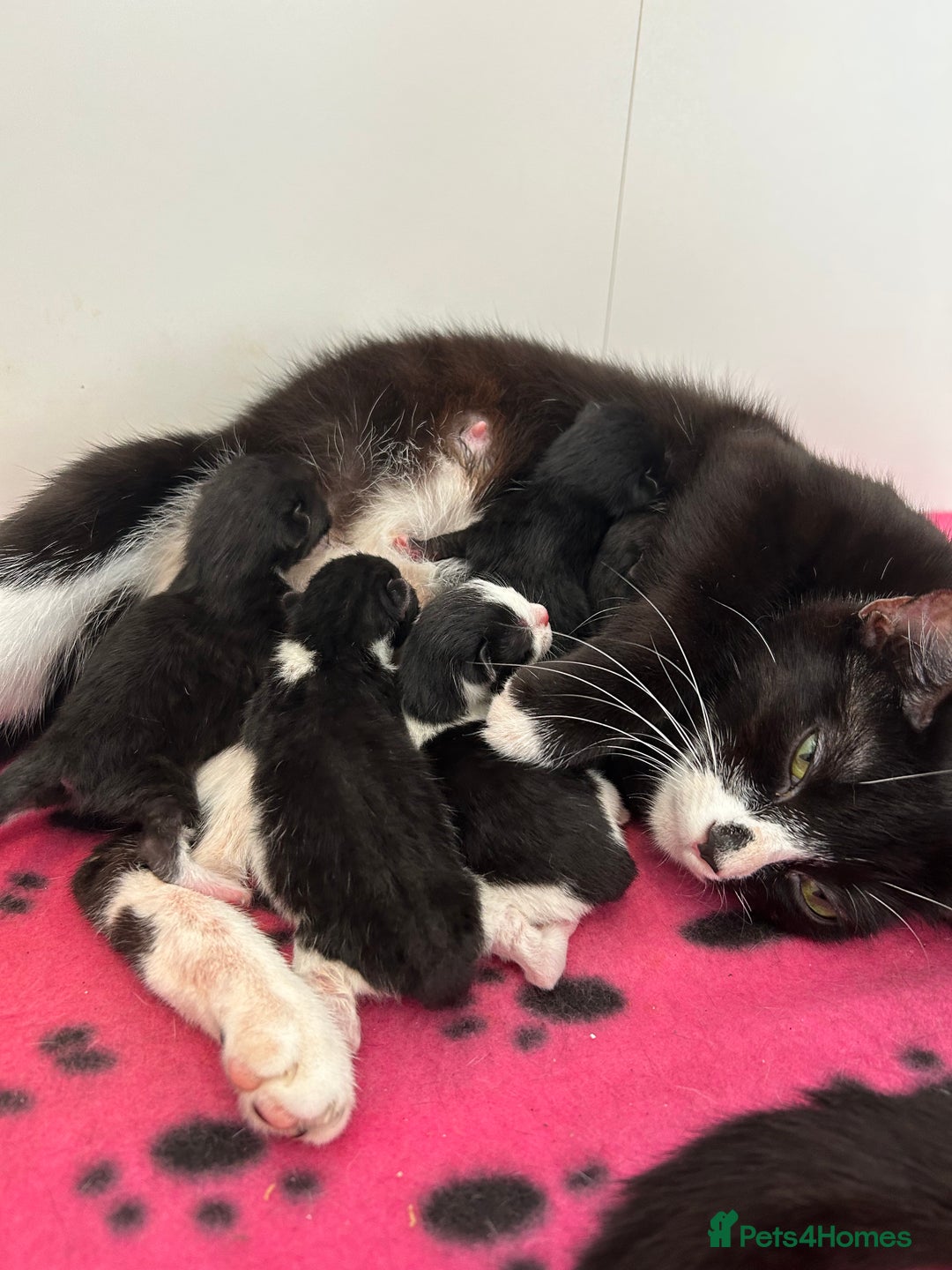 Mixed Breed cats for sale: One beautiful female kitten left - Advert 2