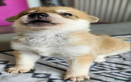 Saarloos Wolfdog dogs for sale: Wolfdog puppies. 1 boy, 3 girls available  in Wigan - Image 29