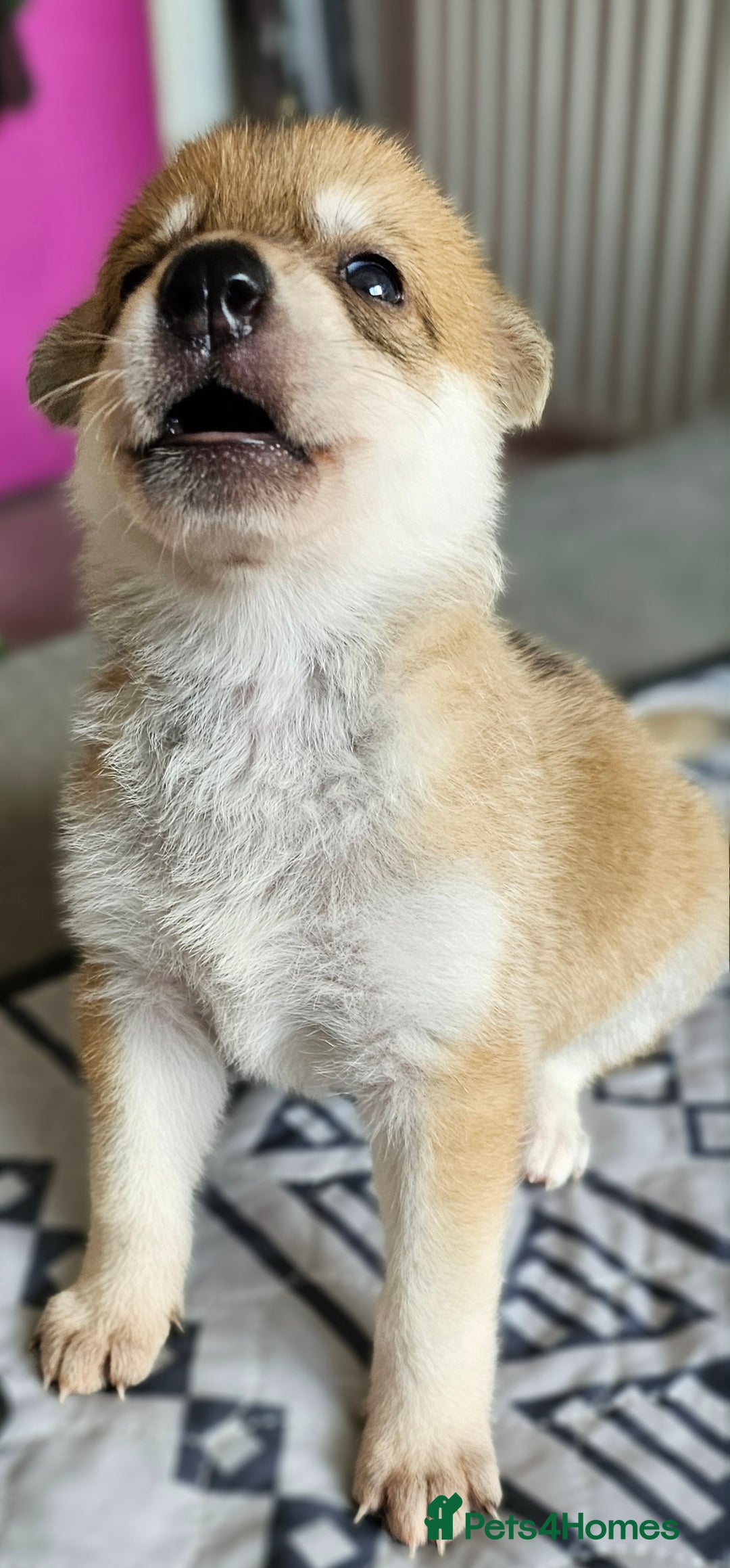 Saarloos Wolfdog dogs for sale: Wolfdog puppies. 1 boy, 3 girls available  in Wigan - Image 29