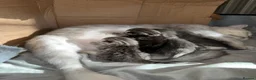 British Shorthair cats for sale: BSH CROSS KITTEN  - Advert 4