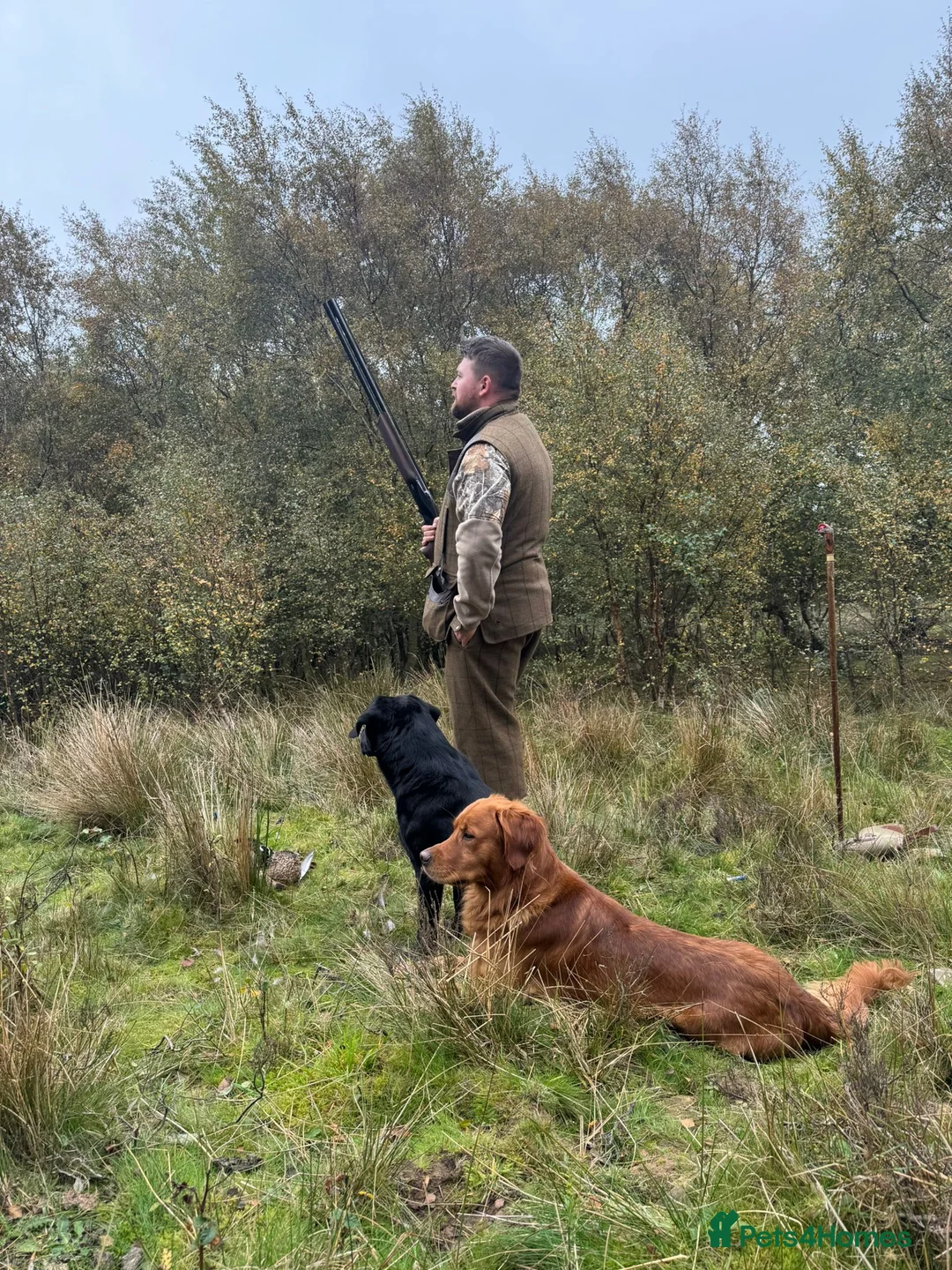 Golden Retriever dogs for sale: Low inbreeding coefficient puppies due soon  - Advert 25