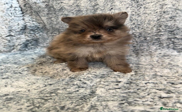 Pomeranian dogs - Advert 1