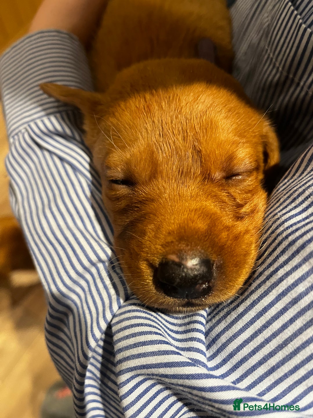 Labrador Retriever dogs for sale: Beautiful fox red puppies  - Advert 20