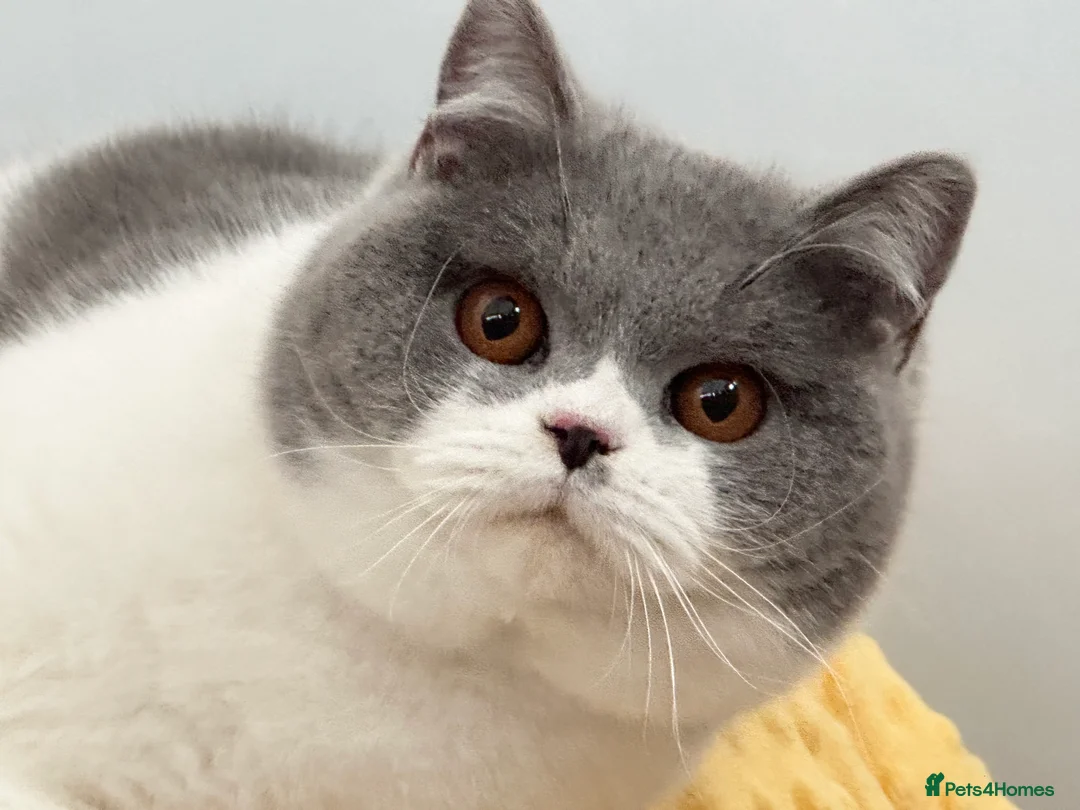 British Shorthair cats for sale: Gorgeous British Female - Advert 1