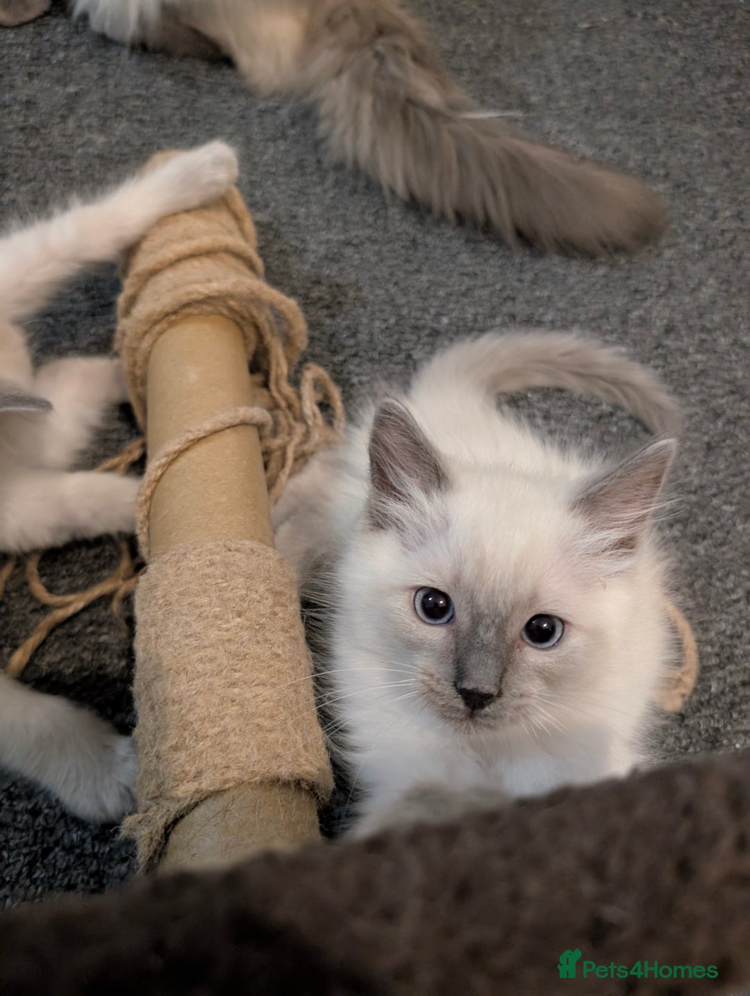 Ragdoll cats for sale: Cute Ragdoll Kittens ( Ready to be rehomed) - Image 7