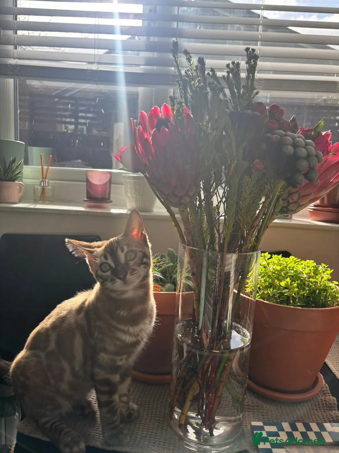 Bengal cats for sale: Beautiful Bengal Girl 🐆 - Advert 1