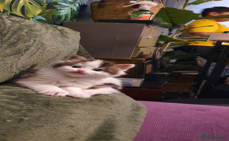 Persian cats PERSIAN CROSS KITTEN BABIES - Advert 10