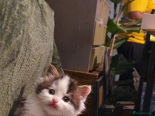 Persian cats PERSIAN CROSS KITTEN BABIES - Advert 15