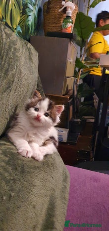 Persian cats PERSIAN CROSS KITTEN BABIES - Advert 10