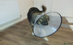 Mixed Breed dogs for adoption: Meet Little BEAR, a Lovely but naughty Boy... - Image 18
