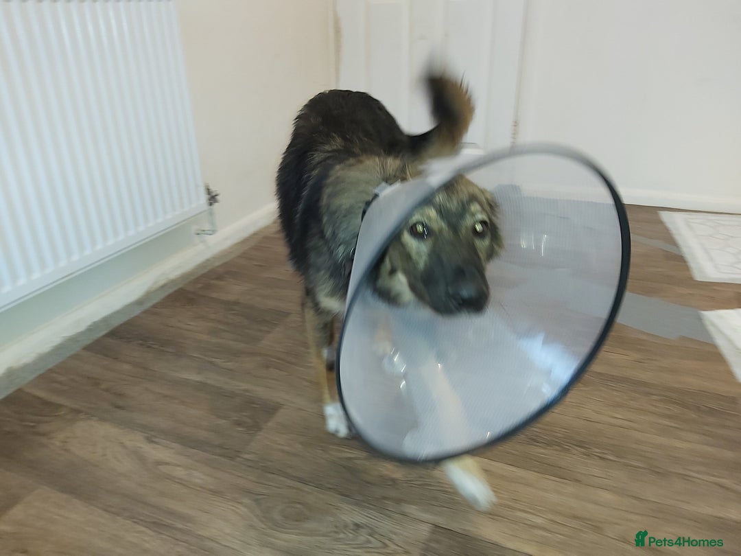 Mixed Breed dogs for adoption: Meet Little BEAR, a Lovely but naughty Boy... - Image 18