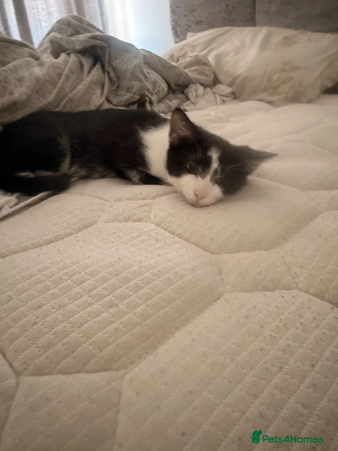 Mixed Breed cats for sale: Two beautiful black and white kittens  - Advert 4