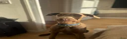 Dobermann dogs for sale: 7 month fawn Doberman  in Sunderland - Advert 3