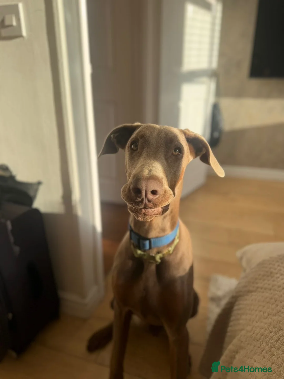 Dobermann dogs for sale: 7 month fawn Doberman  in Sunderland - Advert 3