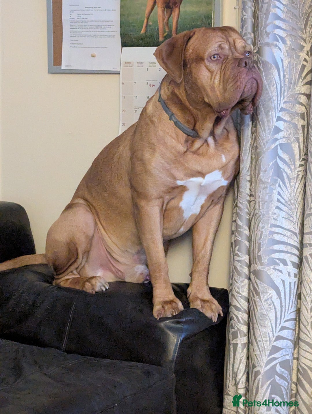 Dogue De Bordeaux dogs for sale: 2 YEAR OLD MALE DOGUE DE BORDEAUX KC REGISTERED - Advert 11