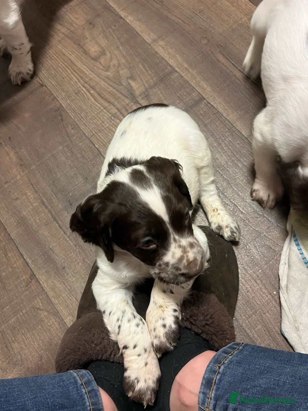 English Springer Spaniel dogs for sale: KC registered Traditional English Springer Spaniel - Advert 13