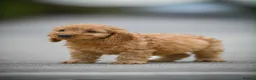Cavapoo dogs for sale: Adorable cavapoo puppies - Advert 4