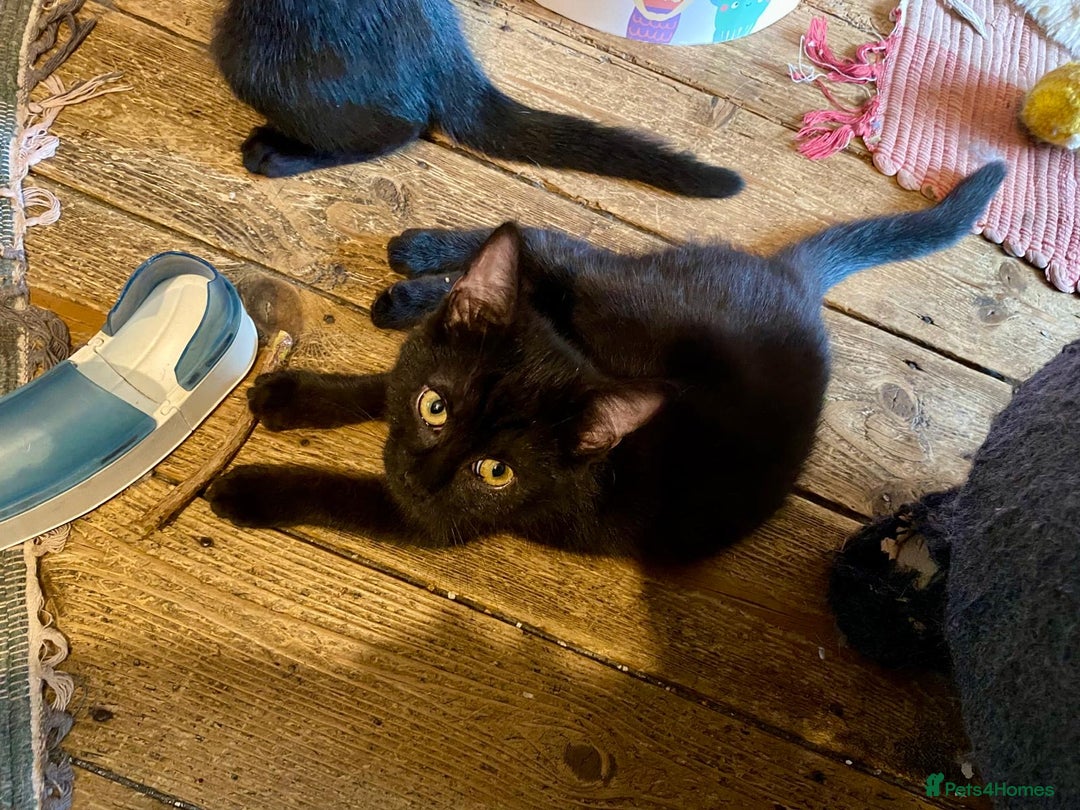 Mixed Breed cats for sale: Playful kittens - Image 3