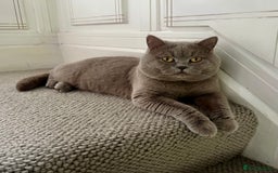 Scottish Fold cats for sale: Beautiful Scottish fold/straight lilac kittens  - Image 10