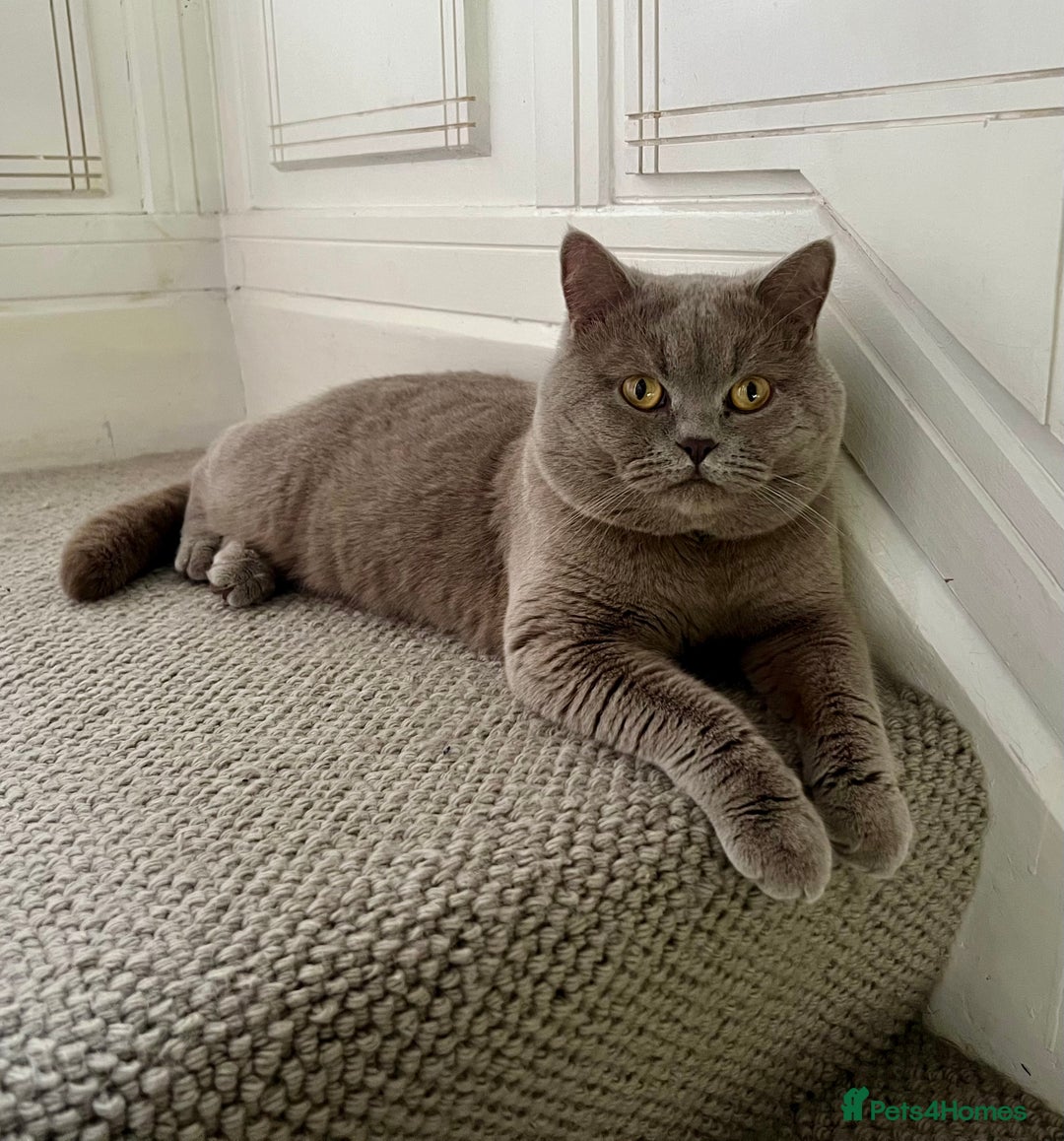 Scottish Fold cats for sale: Beautiful Scottish fold/straight lilac kittens  - Image 10