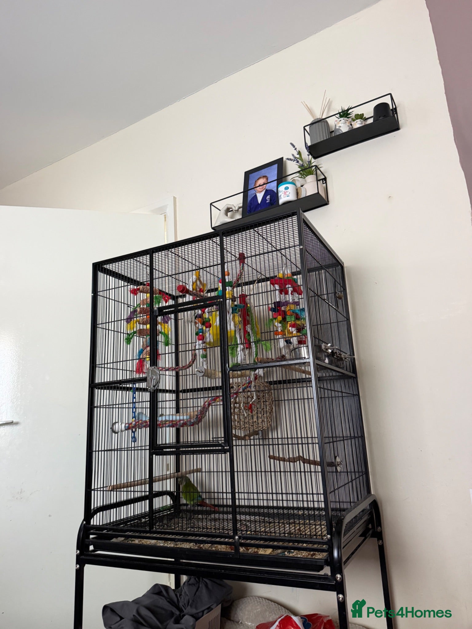 Conures birds Green cheek conure - Advert 1
