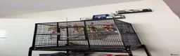 Conures birds for sale: Green cheek conure in Derby - Advert 1