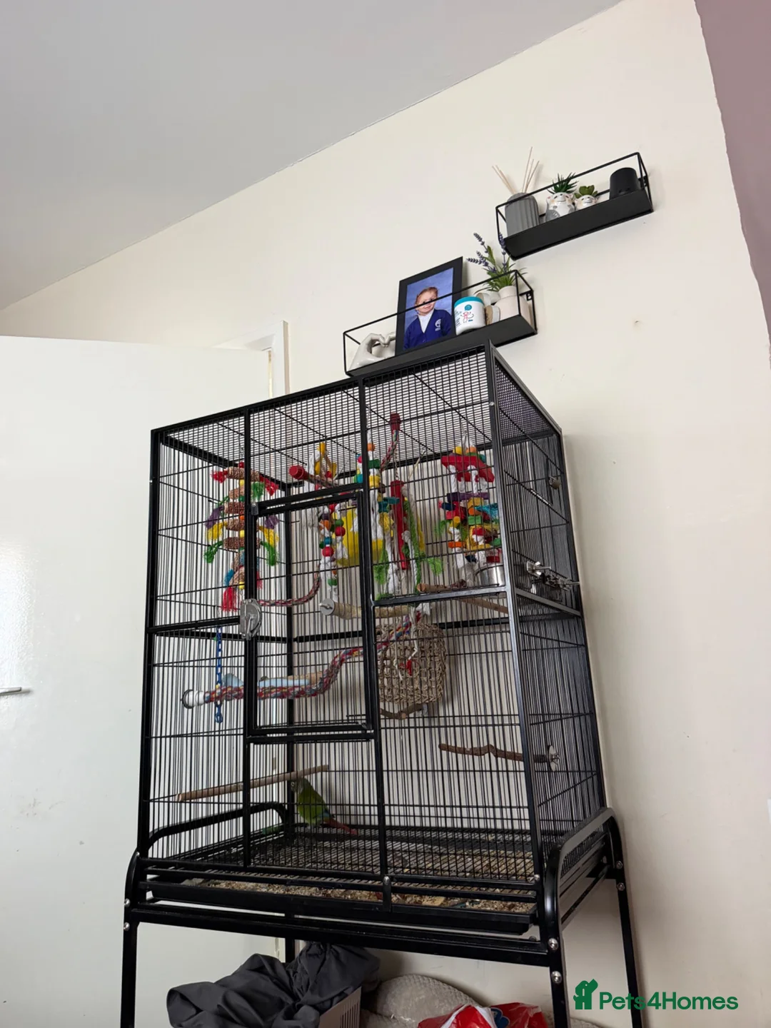 Conures birds for sale: Green cheek conure in Derby - Advert 1