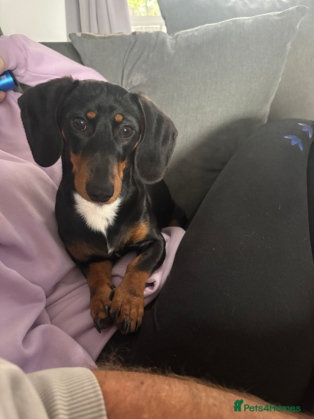 Miniature Dachshund dogs for sale: Miniature Dachshund  - Advert 5