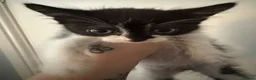 Mixed Breed cats for sale: Litter of 3 beautiful female kittens  - Advert 7