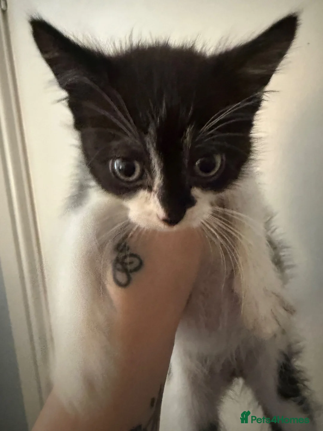 Mixed Breed cats for sale: Litter of 3 beautiful female kittens  - Advert 7