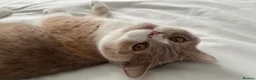 British Shorthair cats for sale: Sweet, playful Nala - Advert 7