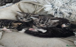 British Longhair cats for sale: Longhaired grey and black kittens, 2 ready now - Image 17
