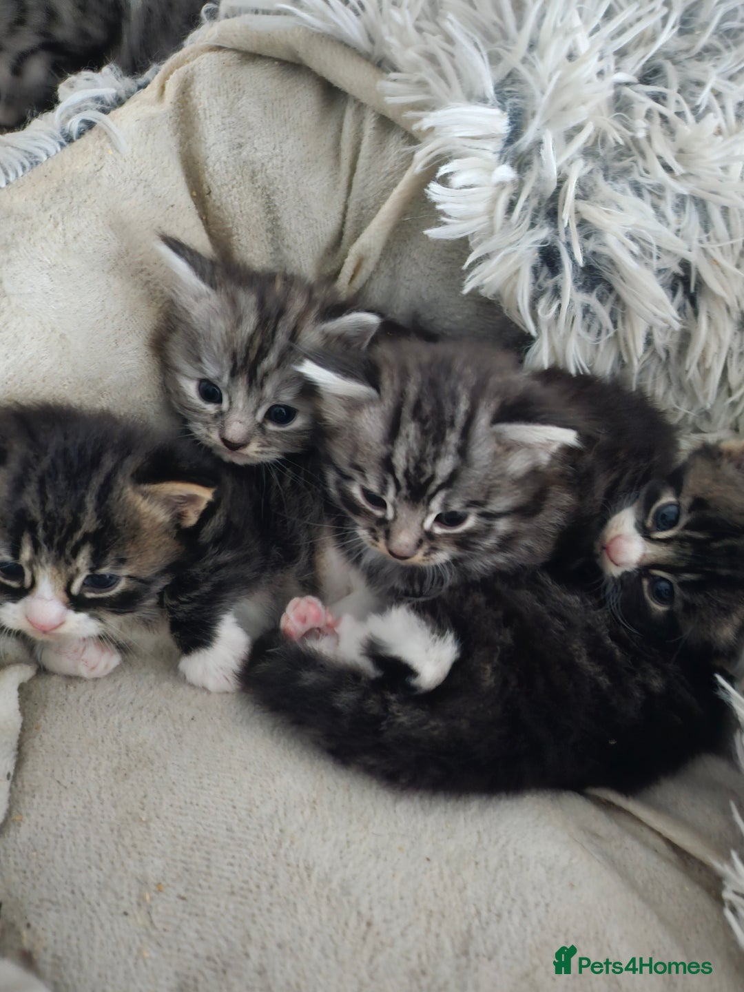 British Longhair cats for sale: Longhaired grey and black kittens, 2 ready now - Image 17