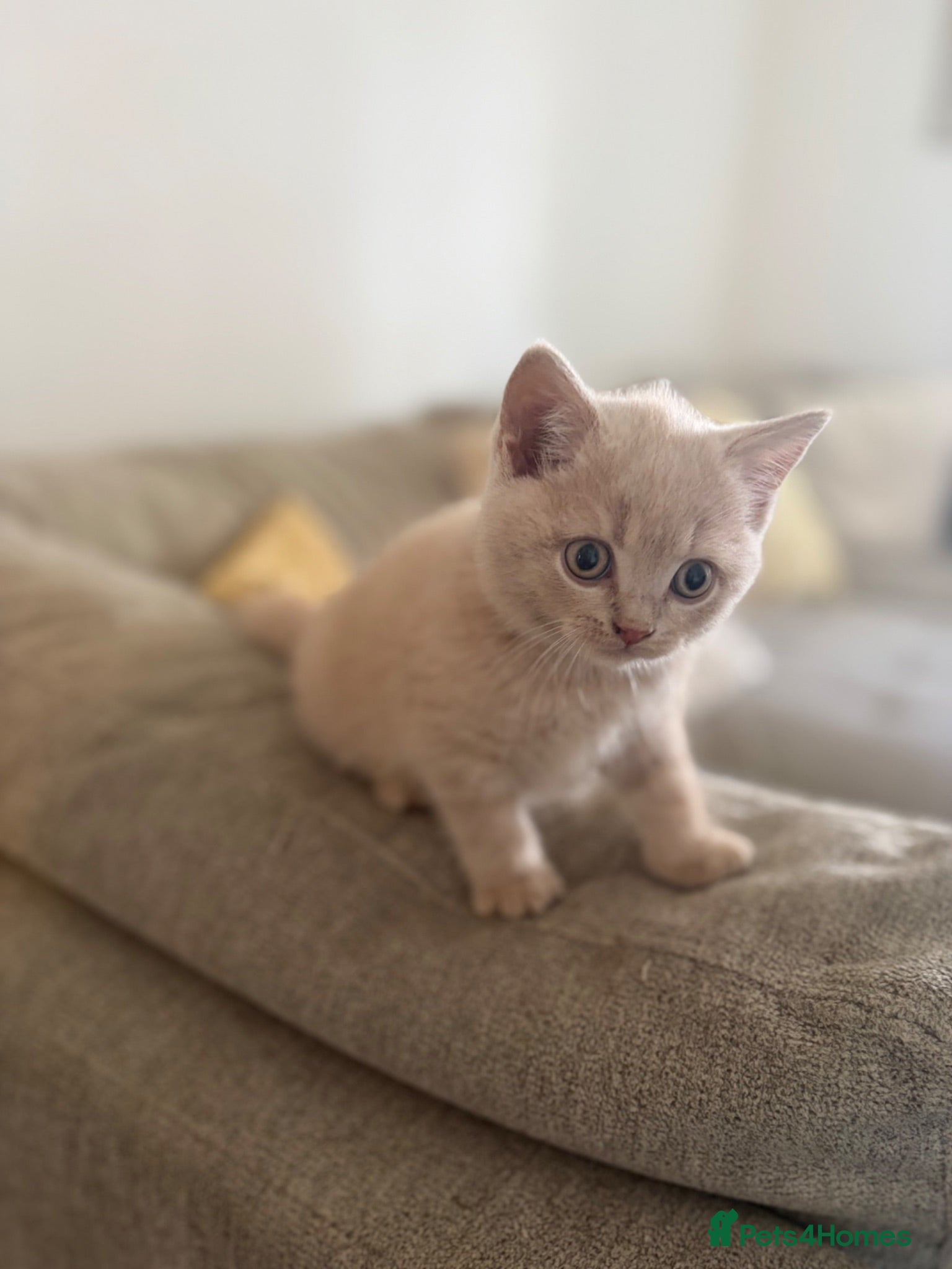 British Shorthair cats **1 LEFT READY NOW**British shorthair kittens.  - Advert 3