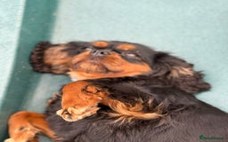 Cavalier King Charles Spaniel dogs for sale: KC reg 🍫parents/Eyes/heart&health certs - Image 17