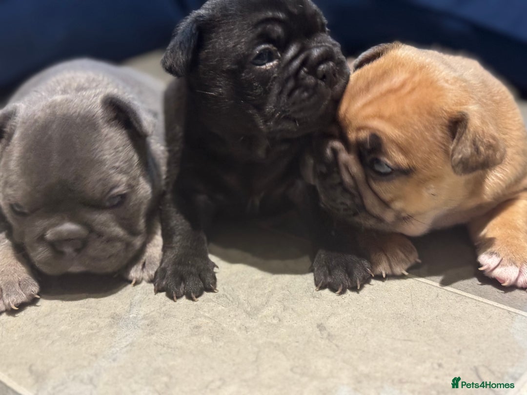 French Bulldog dogs for sale:  AMAZING PUPS  - Advert 12