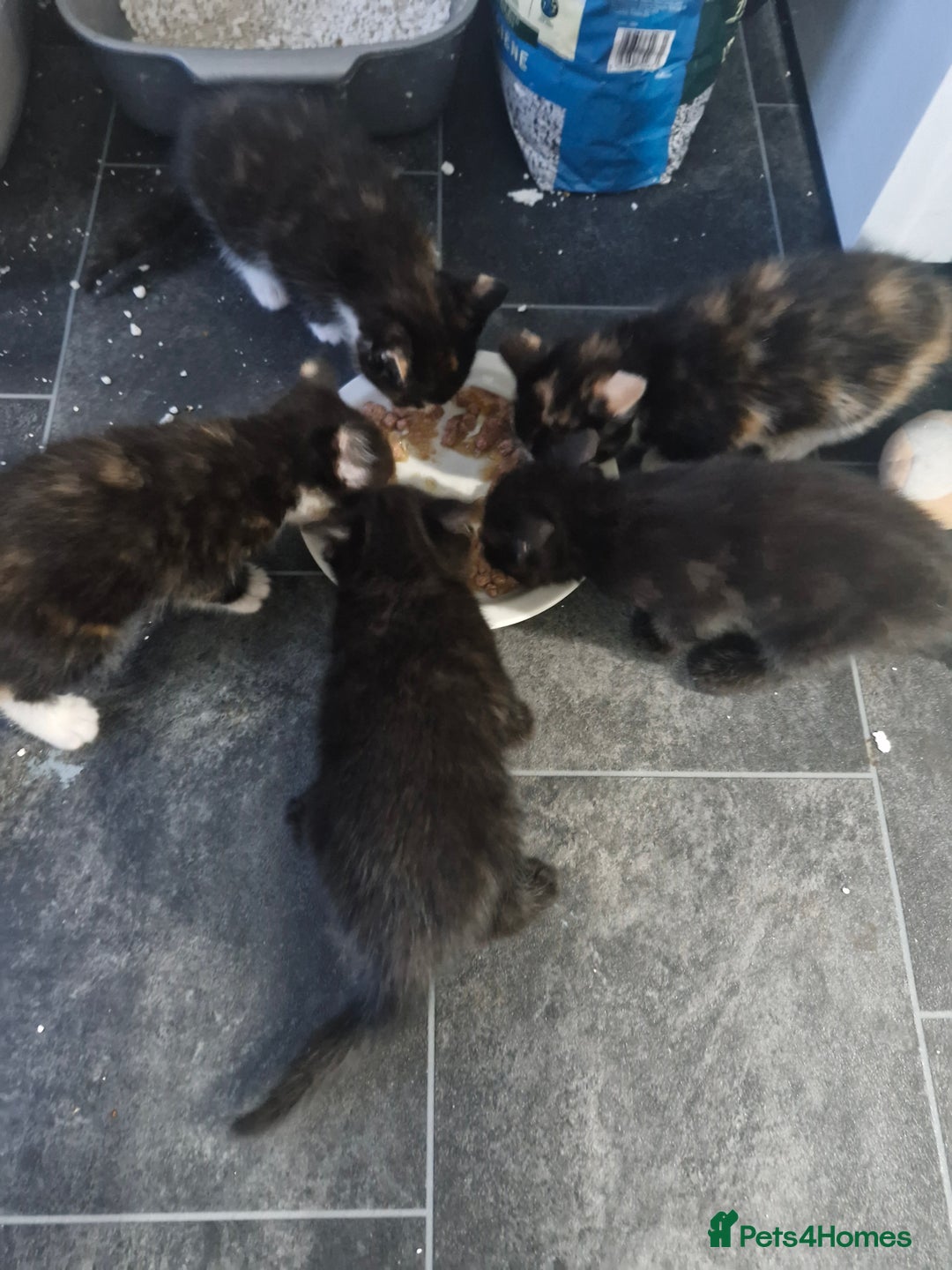 Mixed Breed cats for sale: Kittens for sale  - Advert 3