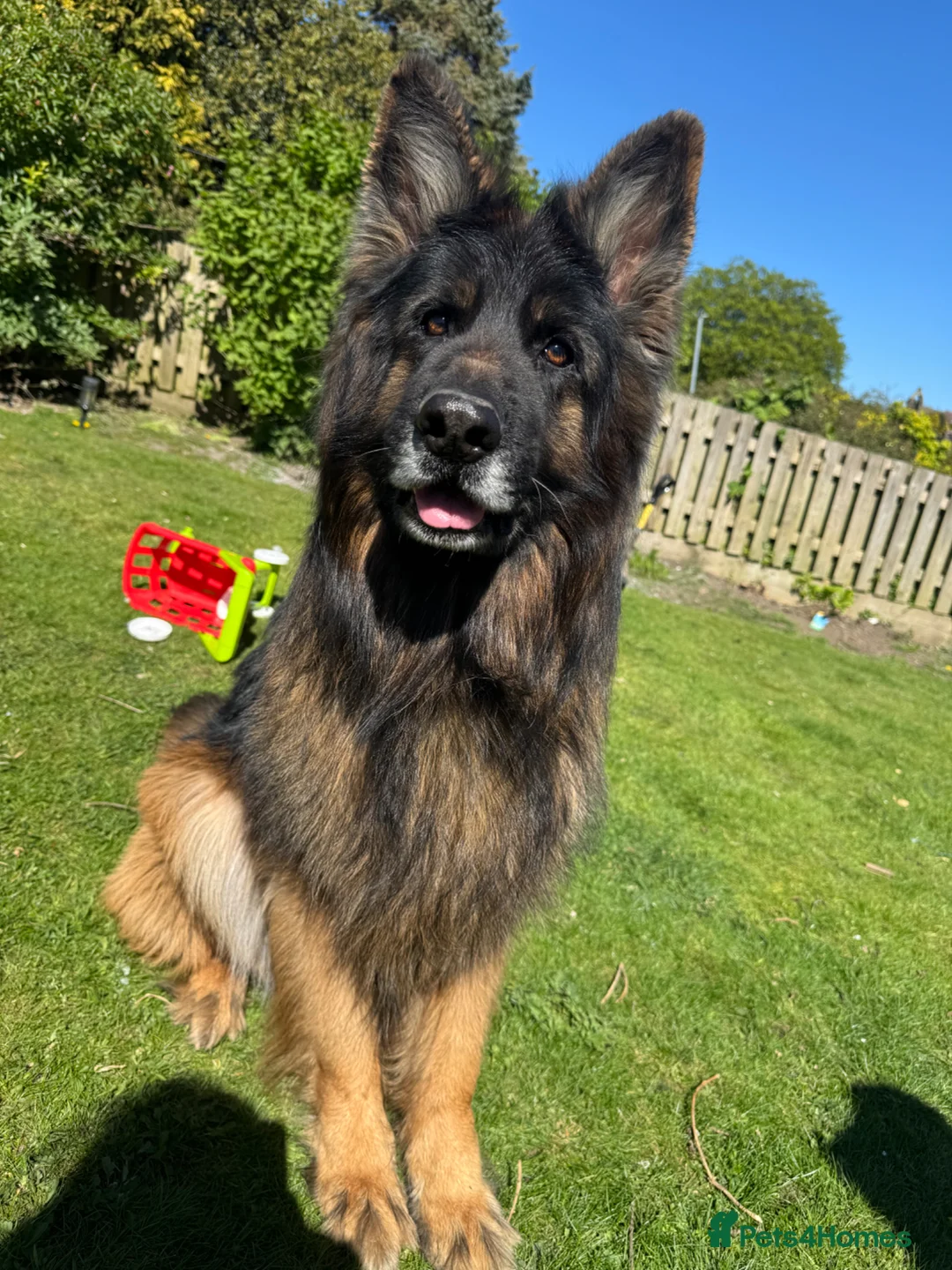 German Shepherd dogs for stud: ⭐️ Health tested, Proven, KC reg GSD ⭐️  - Advert 1
