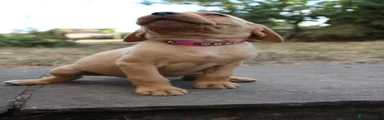 Pink Labrador Retriever 8