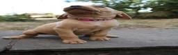 Labrador Retriever dogs for sale: Fox Red KC Labrador Puppies - Advert 6