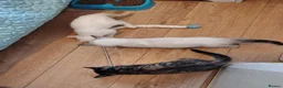 Mixed Breed cats for sale: Blue eyed ragdoll mix kittens - Advert 13