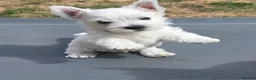 West Highland Terrier dogs for sale: 3 beautiful KC registered boys - Advert 4