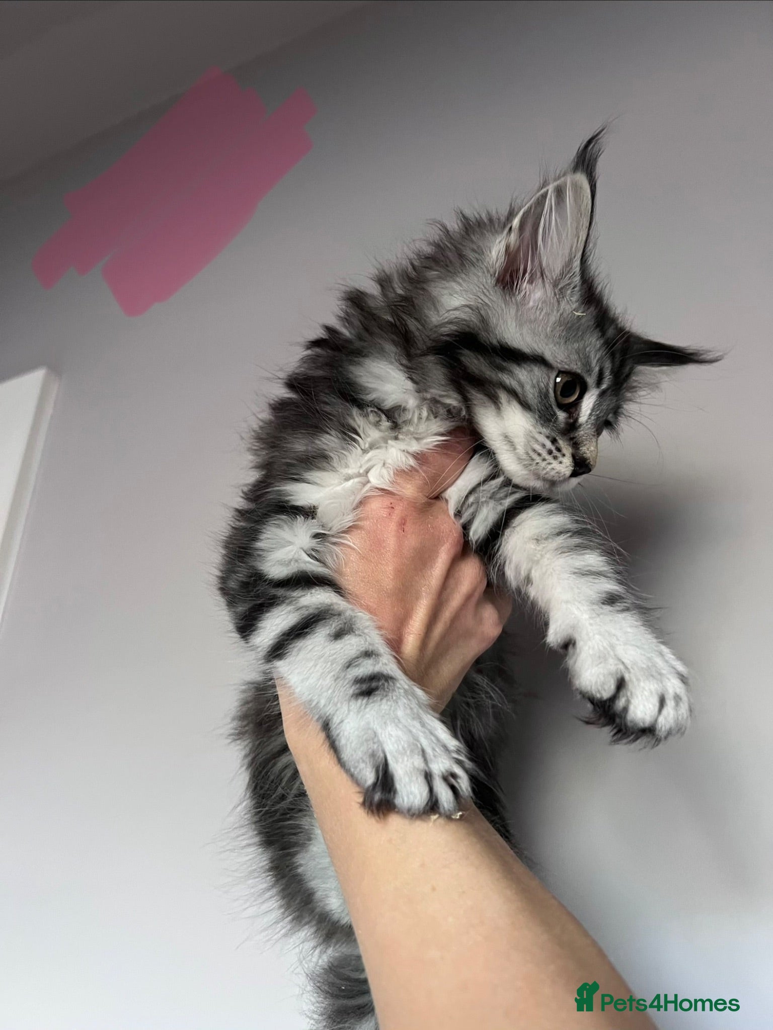 Maine Coon cats 10kittens reduced 🐱 Ready to leave now  - Advert 2