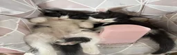 Mixed Breed cats for sale: 6 playful kittens - Advert 1