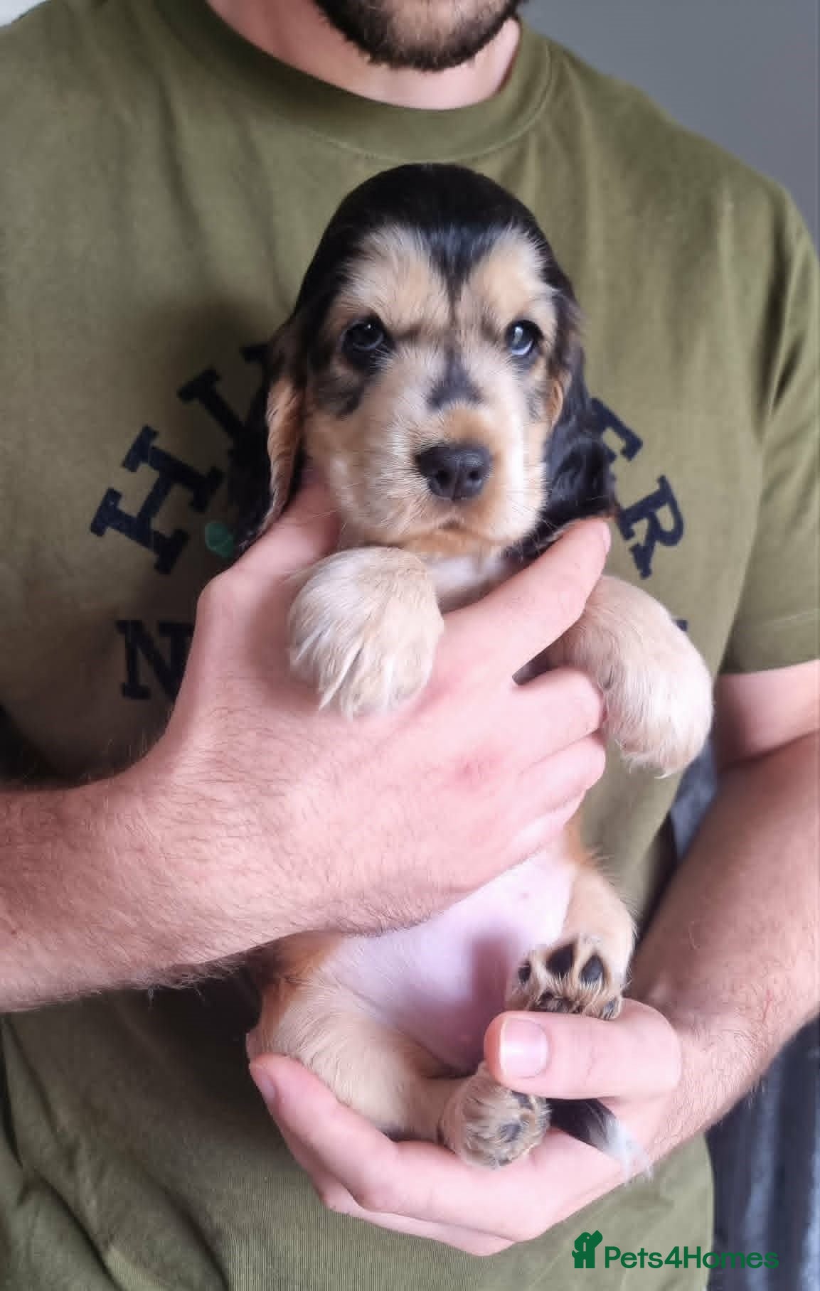 Cocker Spaniel dogs Show Cocker Spaniel Puppies- Champion Lineage🏆🐾 - Advert 2