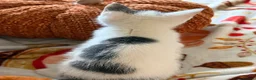 Mixed Breed cats for sale: Little female kitten 🤍 - Advert 5