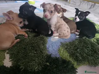 Chihuahua dogs Chiuhuhua cap short-haired - Advert 2