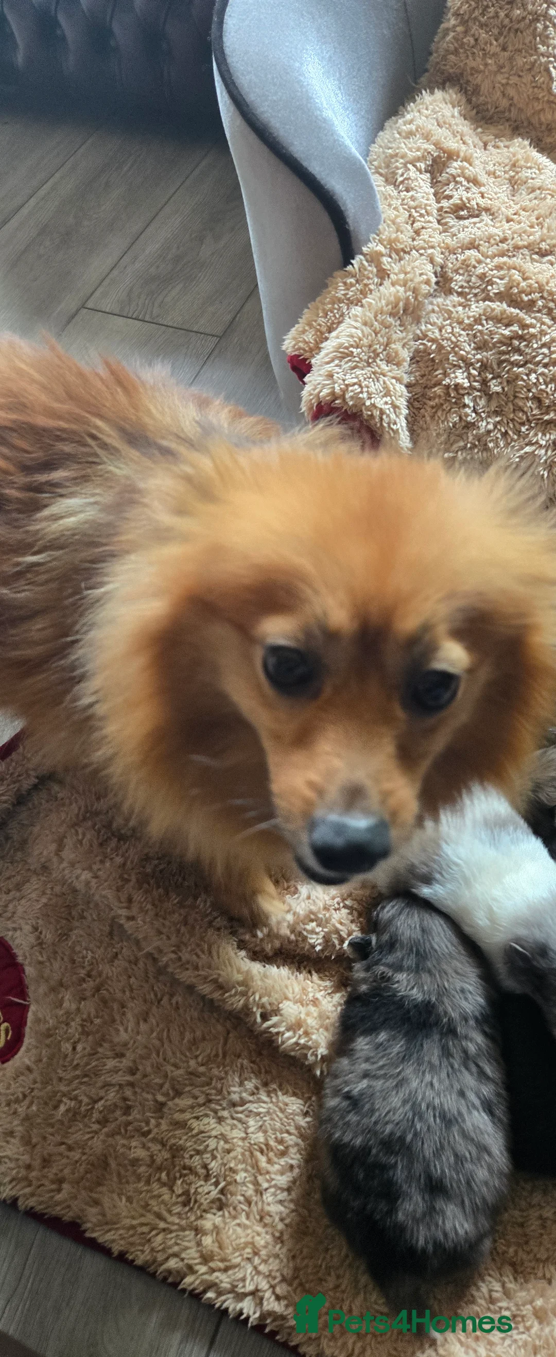 Pomeranian dogs for sale: Gorgeous pomeranian pups - Advert 22