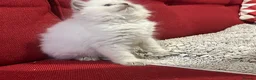 British Shorthair cats for sale: Stunning British shorthaired and longhair kittens  - Advert 21