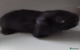 Mini Lop rabbits for sale: Beautiful mini lops available for reserve  - Image 8